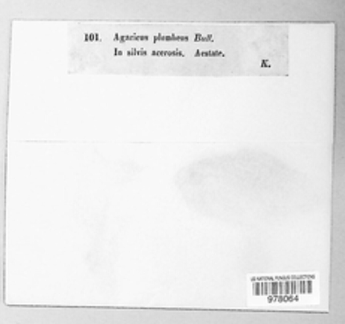 Amanita vaginata image